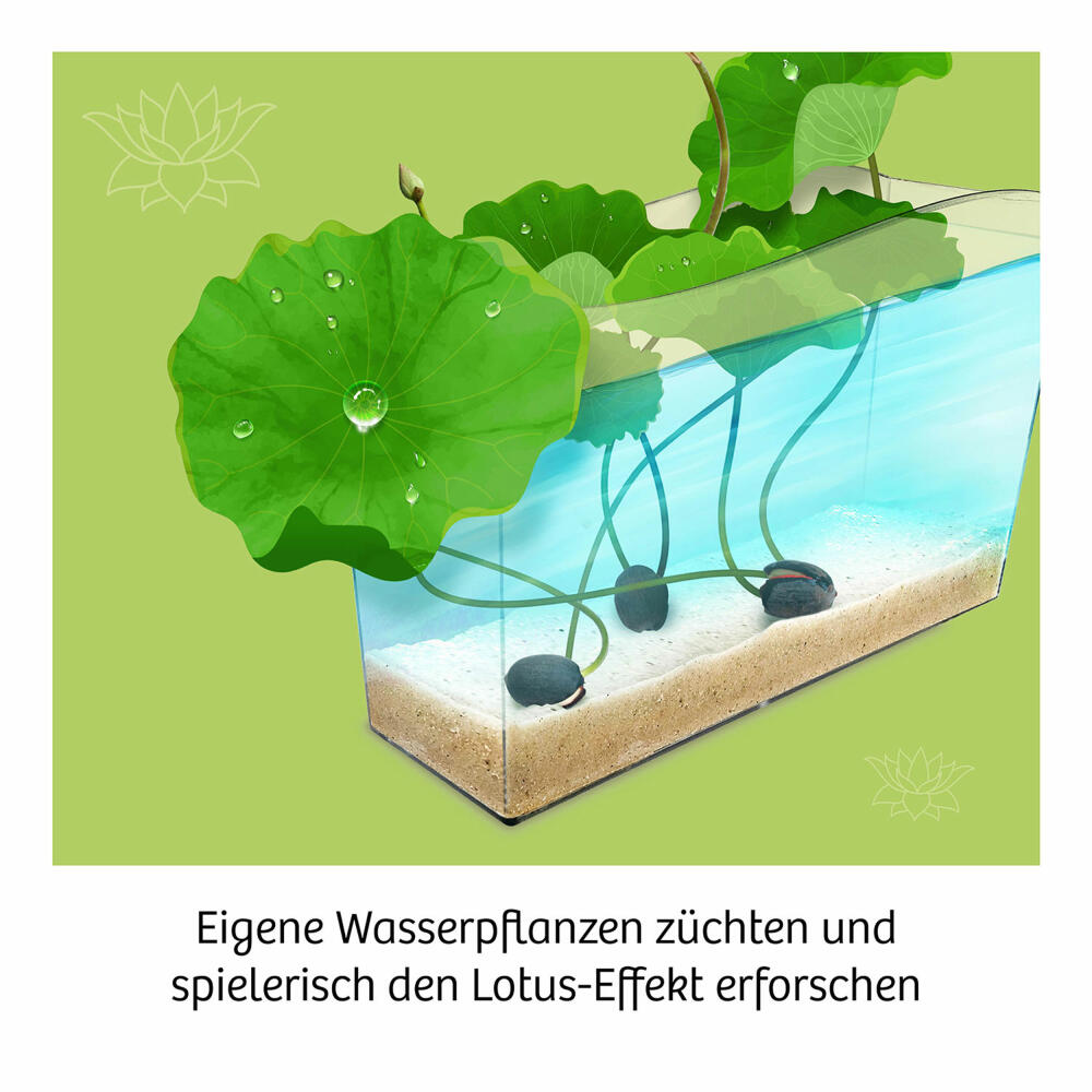 KOSMOS Lotus Flower, Growing Kit, Aquatic Plant, Growing Plants, Children, Ages 8 and Up, 637279