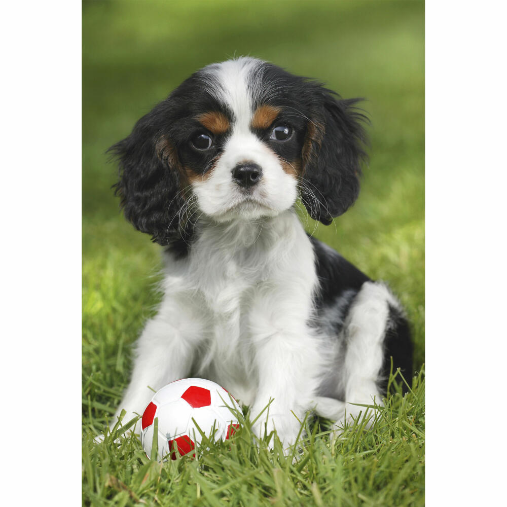 Schmidt Spiele Children's Puzzle Standard My Favorite Pet Babies, Children's Puzzle, 3 x 48 pieces, 56361