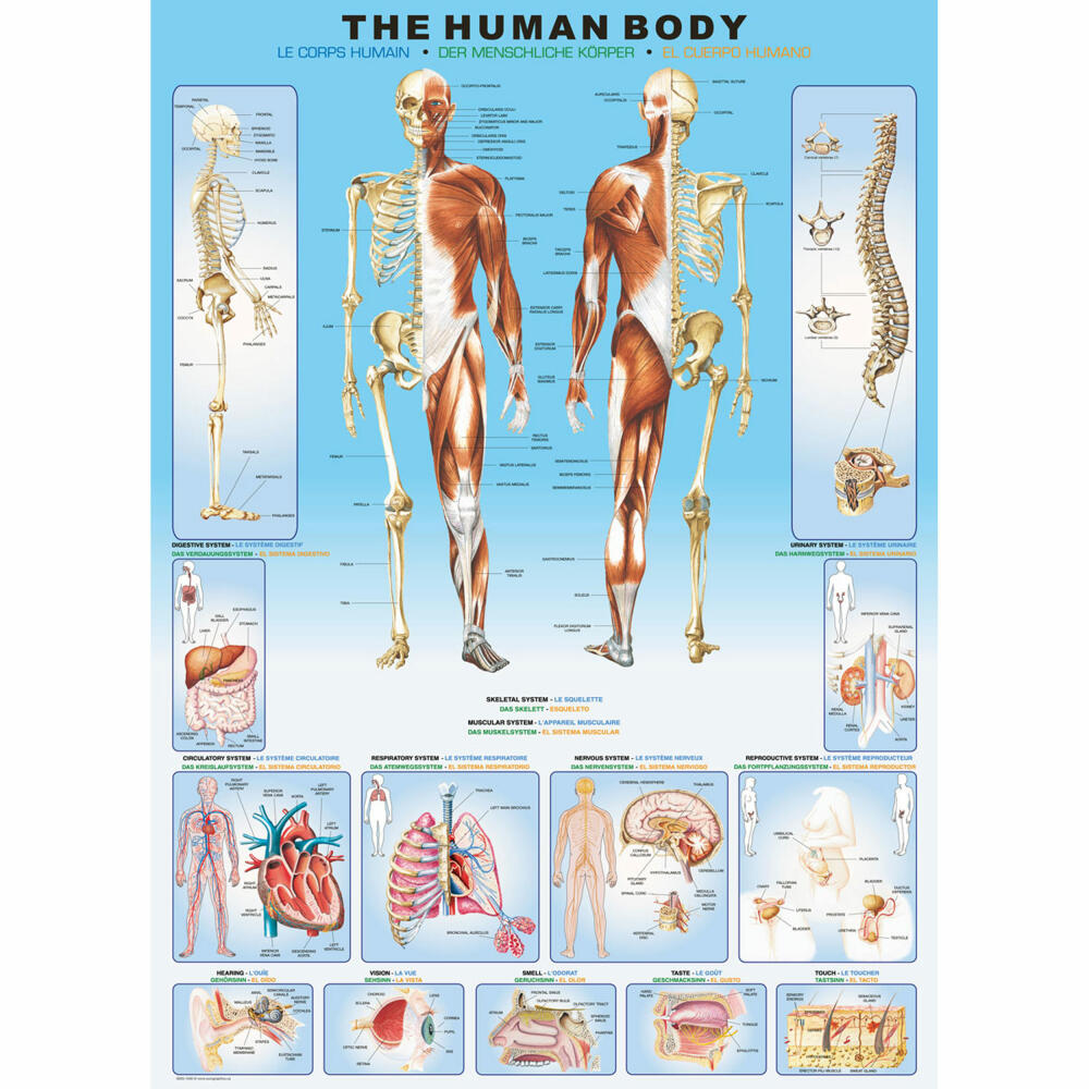 Eurographics Puzzle Der menschliche Körper, 1000 Teile, 68 x 48 cm, 6000-1000