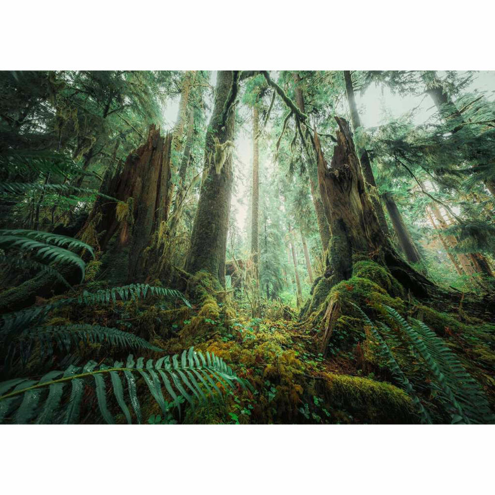Ravensburger Puzzle Faszinierender Wald, Erwachsenenpuzzle, 1000 Teile, 12000292