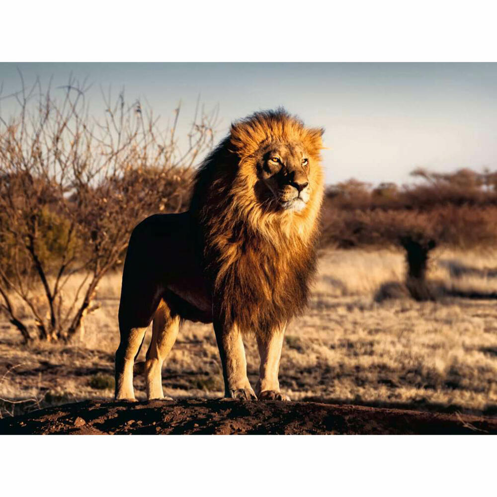 Ravensburger Puzzle Der Löwe - der König der Tiere, Erwachsenenpuzzle, 1500 Teile, 12000733
