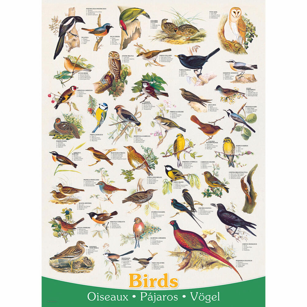 Eurographics Puzzle Vögel, Tierwelt, Birds, 1000 Teile, 68 x 48 cm, 6000-1259