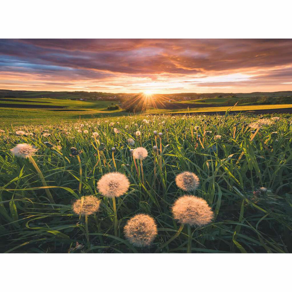 Ravensburger Puzzle Pusteblumen im Sonnenuntergang, Erwachsenenpuzzle, 500 Teile, 12000592