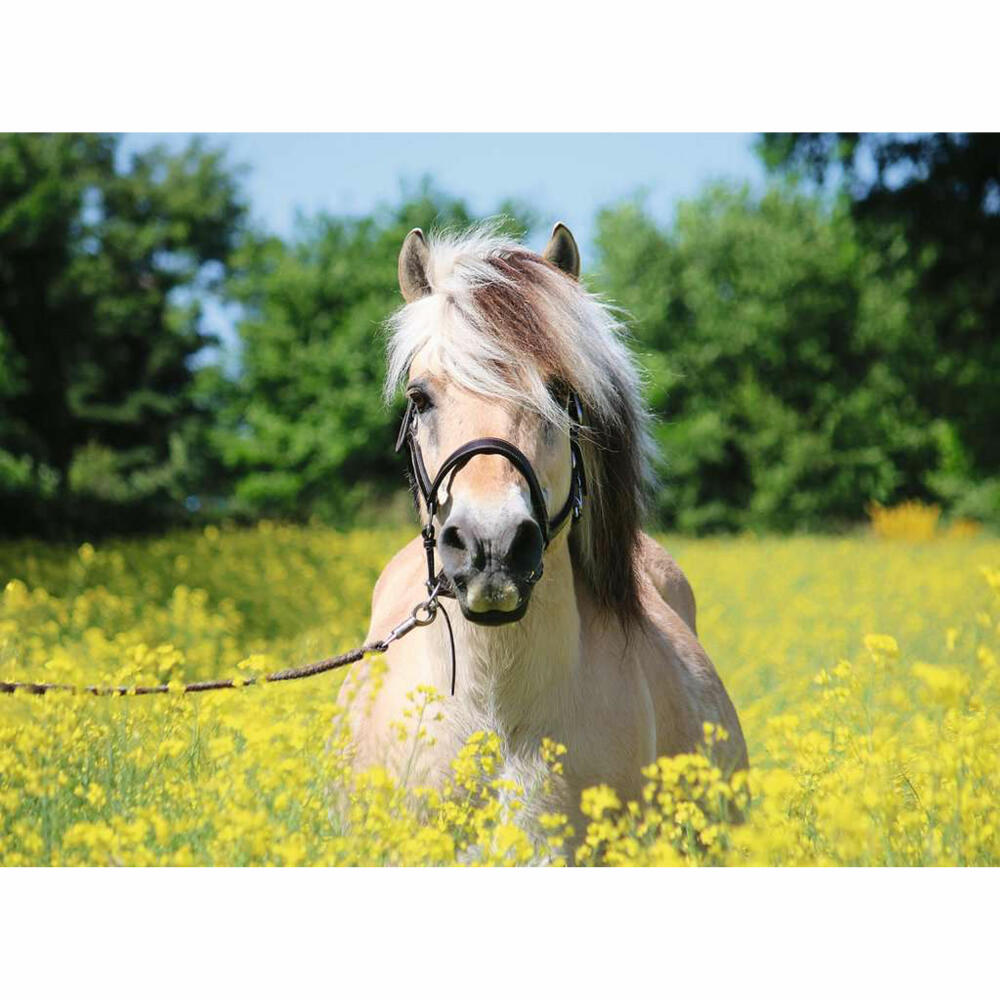 Ravensburger Puzzle Pferd im Rapsfeld, Erwachsenenpuzzle, 500 Teile, 12000210