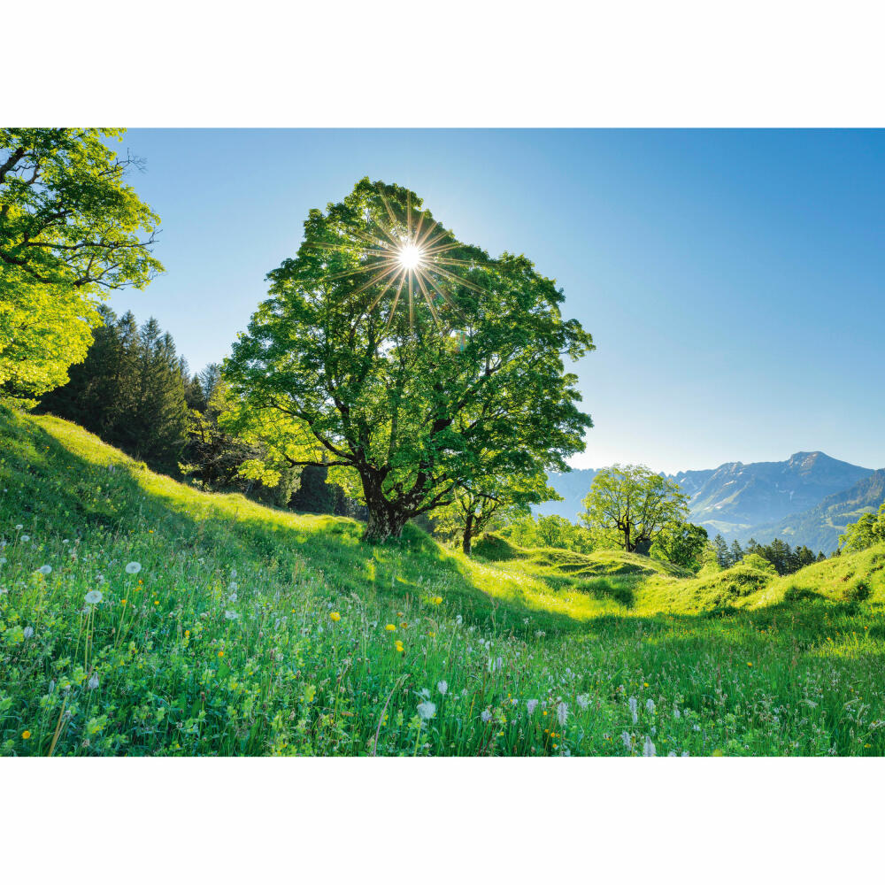 Schmidt Spiele Puzzle Berg-Ahorn im Sonnenlicht St. Gallen Schweiz, Erwachsenenpuzzle, Standard, 1000 Teile, 59761