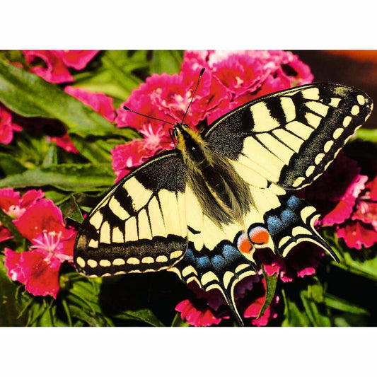 Ravensburger Der Schmetterling, Puzzle, Erwachsenenpuzzle, 500 Teile, 12001335