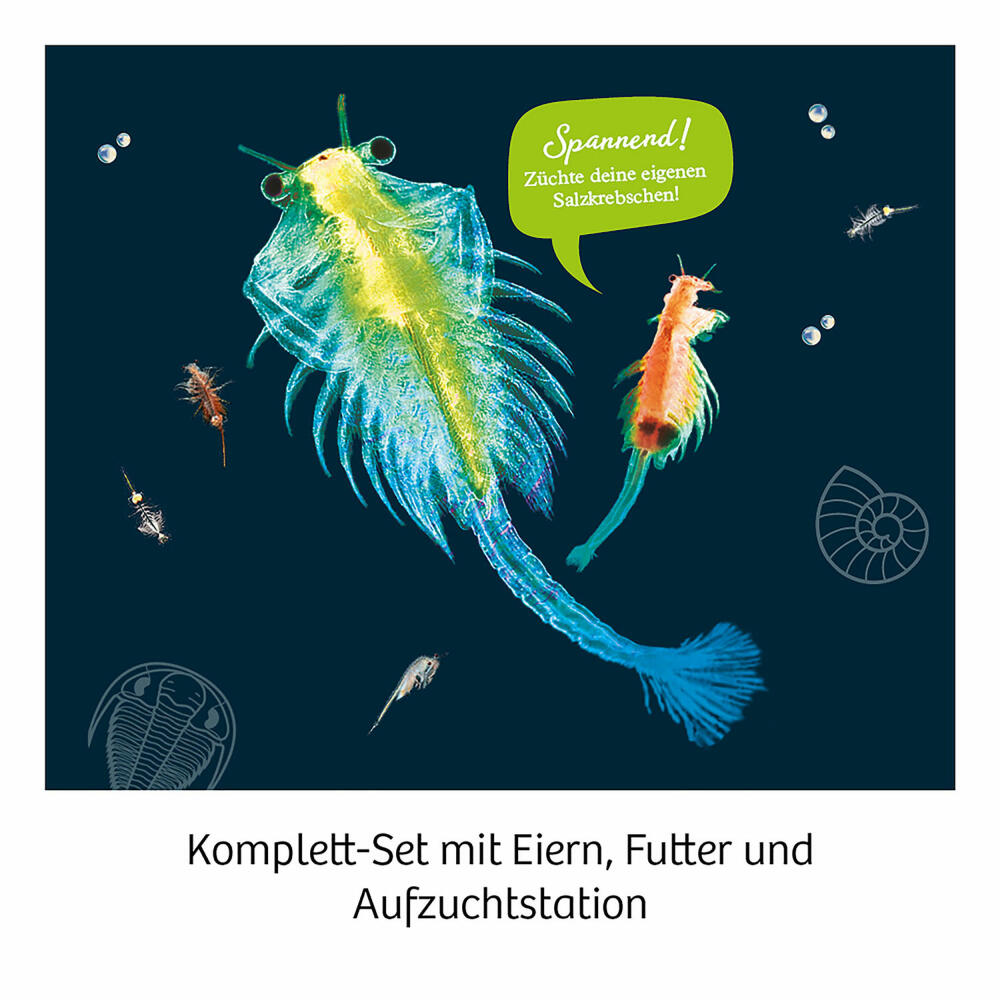 KOSMOS Urzeit-Krebse, Experimentierkasten, Experimentier Kasten, Urzeitkrebse selbst züchten, ab 8 Jahren, 657871