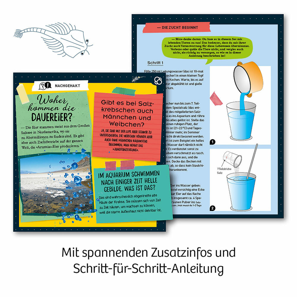 KOSMOS Urzeit-Krebse, Experimentierkasten, Experimentier Kasten, Urzeitkrebse selbst züchten, ab 8 Jahren, 657871