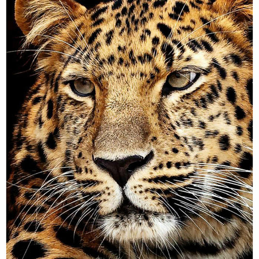 Diamond Dotz Jagur Head, Diamond Painting, Creative Set, Painting with Diamonds, from 8 years, 40 x 30 cm, 6030-40071