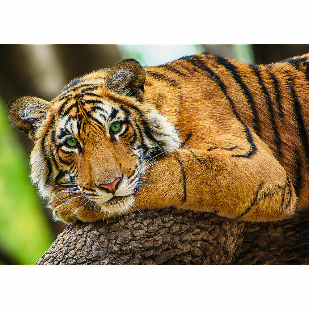 Trefl Puzzle Tiger Portrait, Big Cat, 500 pieces, 48 ​​x 34 cm, 37397