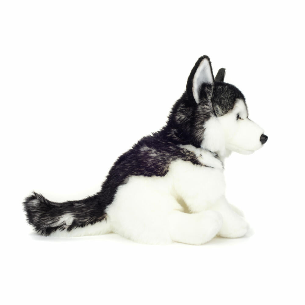 Teddy Hermann Husky sitting, cuddly toy, stuffed toy, plush toy, dog, grey white, 30 cm, 919766