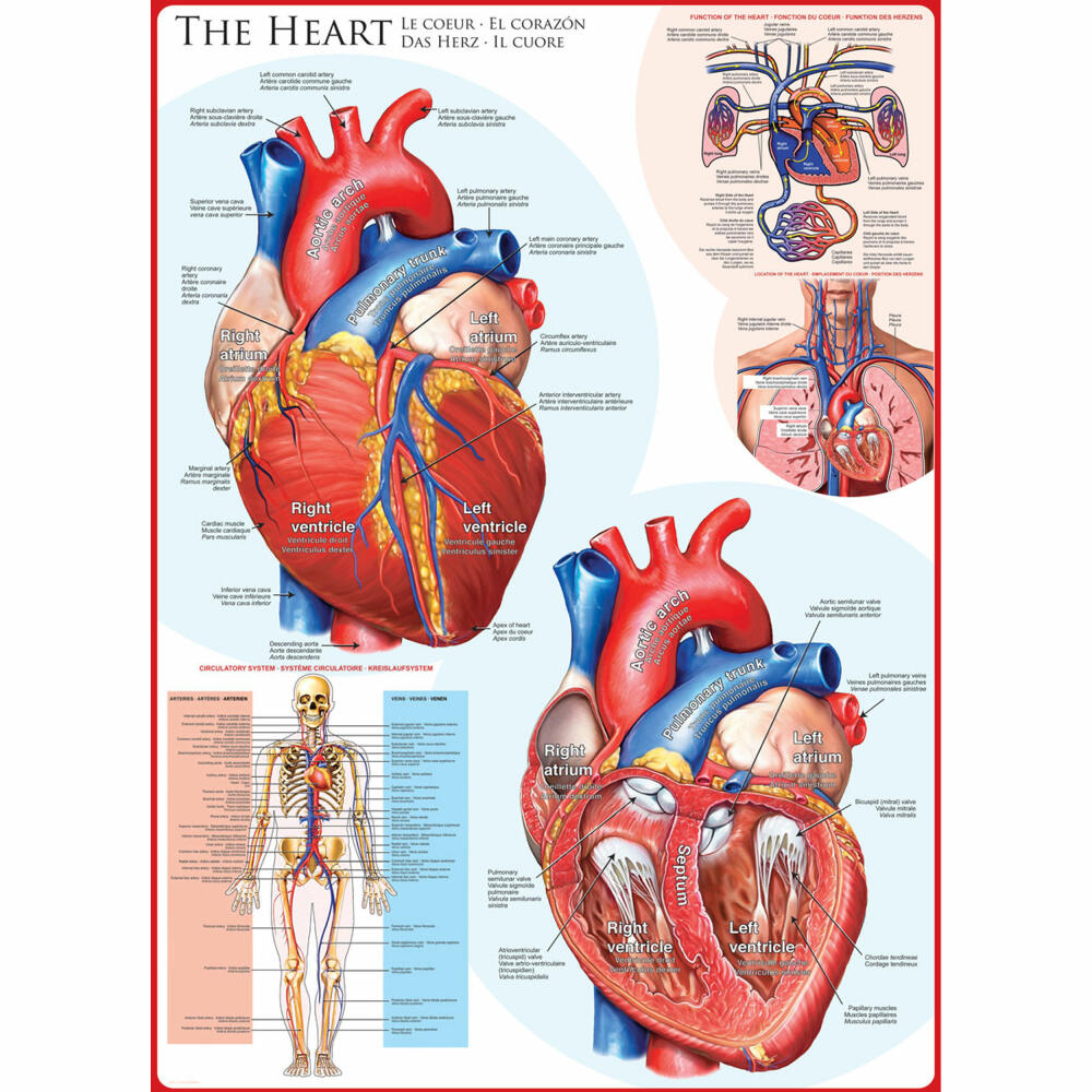 Eurographics Puzzle The Heart, Anatomy, 1000 pieces, 68 x 48 cm, 6000-0257
