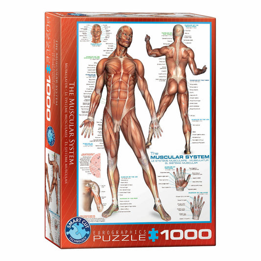 Eurographics Puzzle The Muscular System, Anatomy, 1000 pieces, 68 x 48 cm, 6000-2015