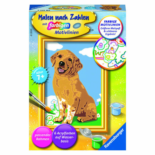 Ravensburger Paint by Numbers Little Golden Retriever, Painting Set, Coloring Page, Picture, Colored Motif Lines, 28511