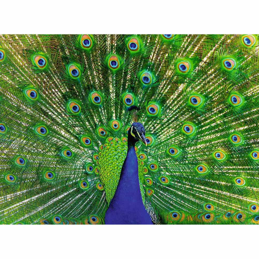Ravensburger Der Pfau, Puzzle, Erwachsenenpuzzle, 500 Teile, 12001332