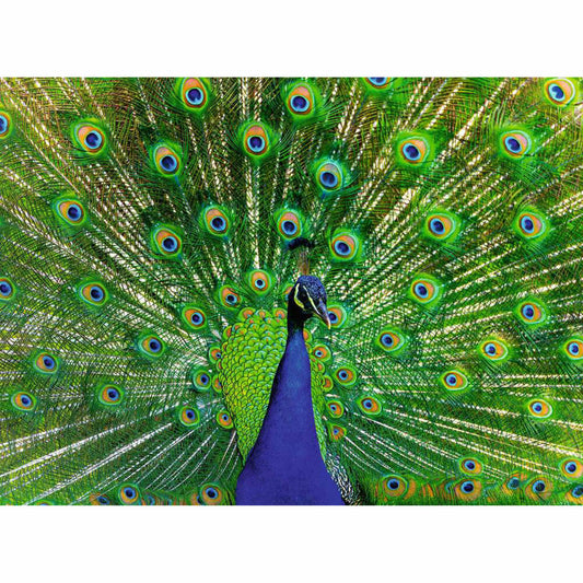 Ravensburger Der Pfau, Puzzle, Erwachsenenpuzzle, 500 Teile, 12001332